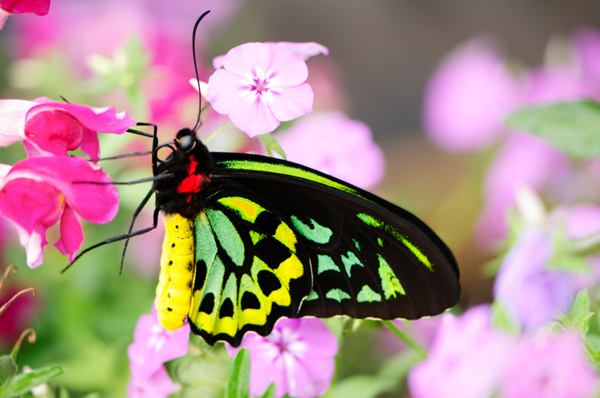 Butterfly in garden