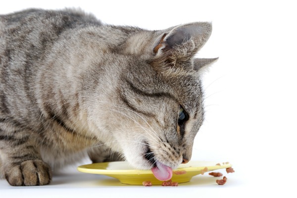cat eating dry food