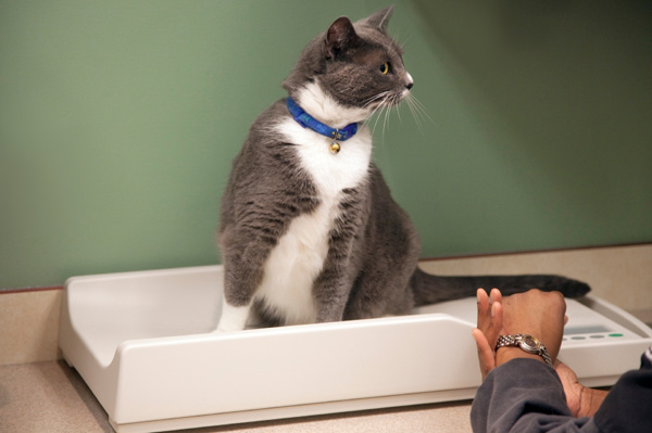 cat sitting on scale