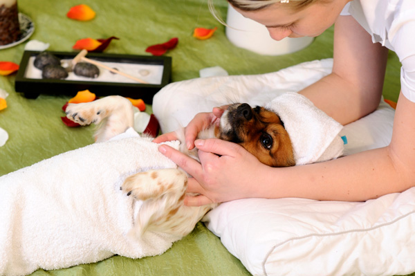 dog getting massage at spa