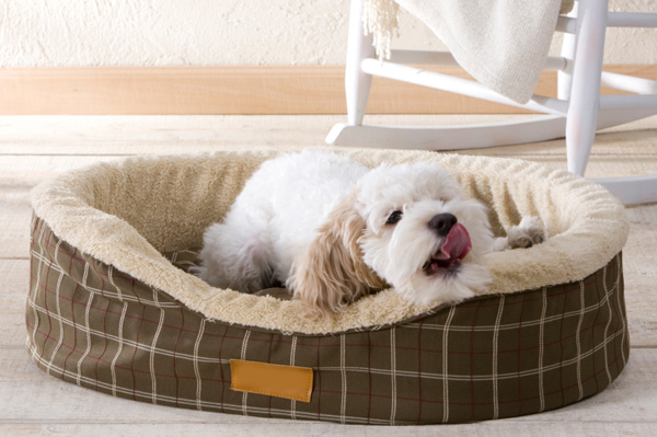 Dog in dog bed