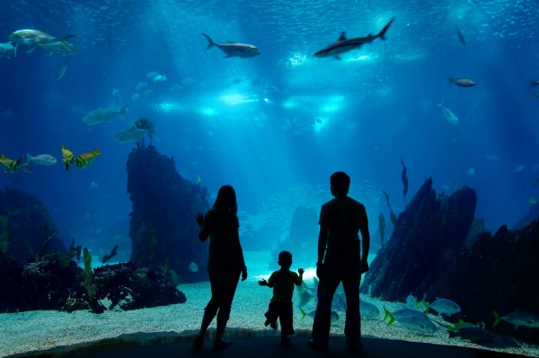 family at aquarium