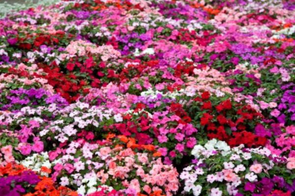 Impatiens