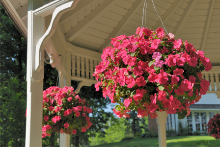 Hanging basket of inpatiens