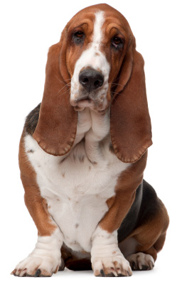 Basset Hounds
