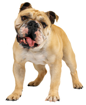 Bulldogs