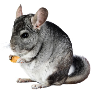 Chinchillas