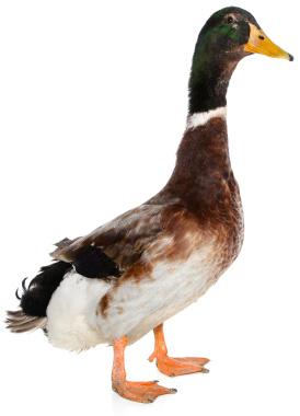 Duck