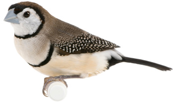 Finches