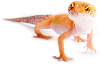 Geckos