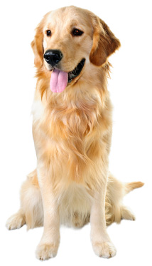 happy golden retreiver