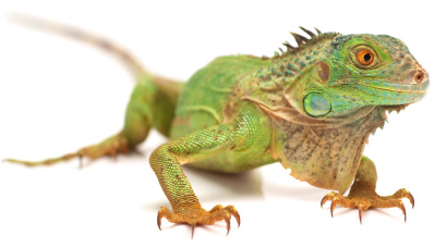 Iguanas