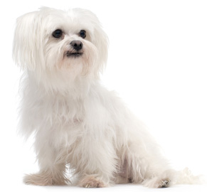 Maltese