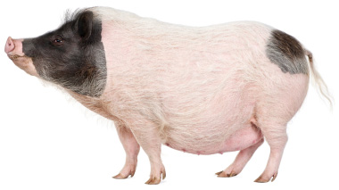 Pot bellied pigs