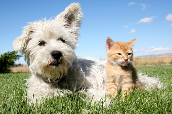 kitten and dog sitting together