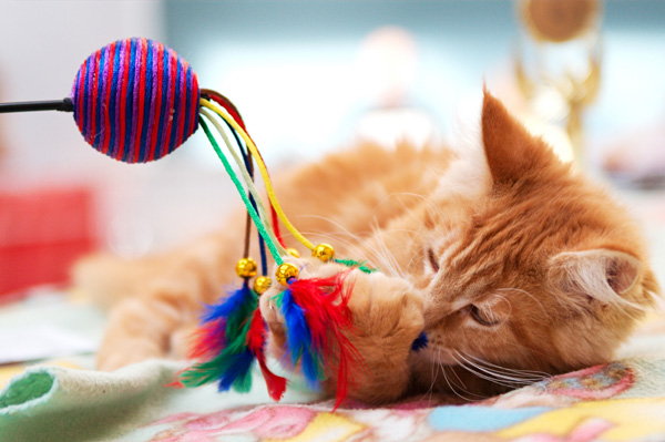 kitten playing with new toy