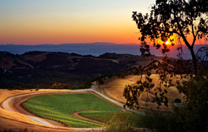 Daou Vineyards