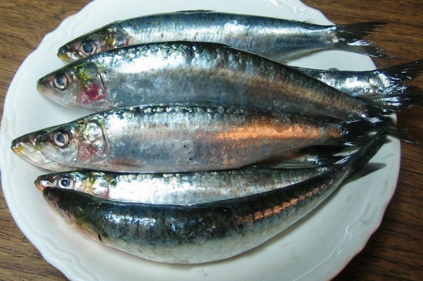 Résultat de recherche d'images pour "sardine"