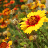 Blanket flower
