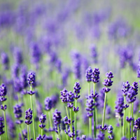 Lavender plant