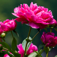 Peonies
