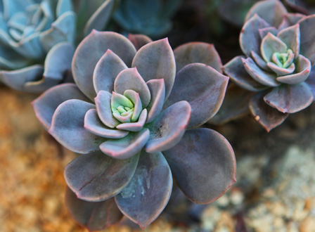 succulent pants