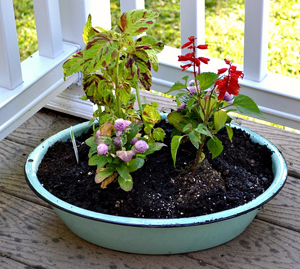 Plant a vintage tub garden