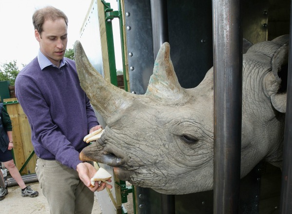 prince william pets rhino