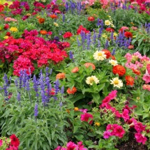 bright flowers