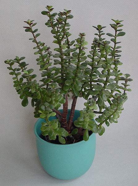 jade plant