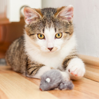 Cat playing with toy