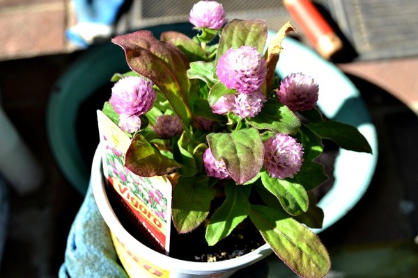 flowers
