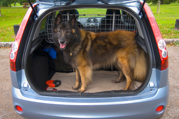 dog in car