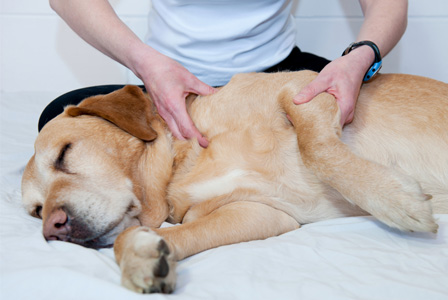 dog chiropractor