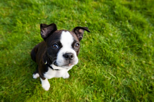 Dog on the lawn