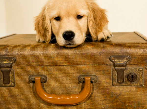 Dog with old suitcase