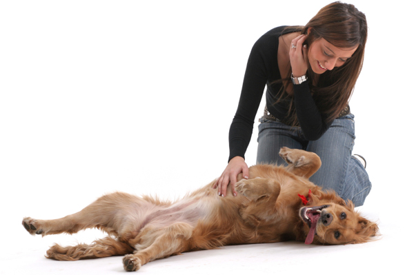 dogs doing yoga