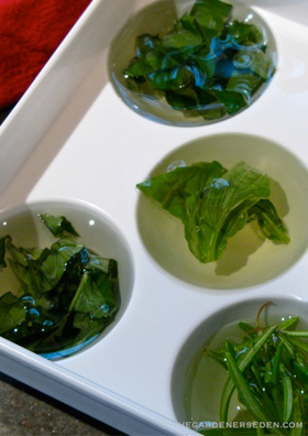 freezed chopped, fresh herbs