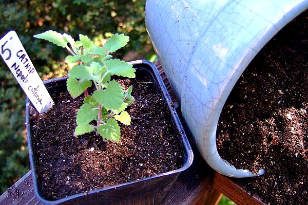homegrown catnip
