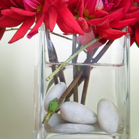 Pebbles in vase