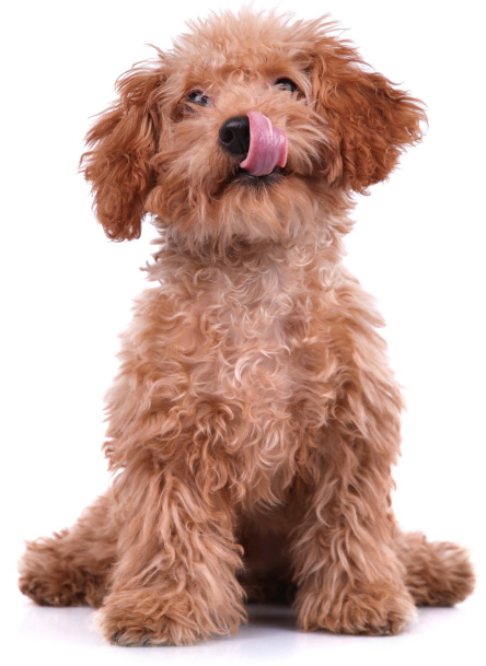 hungry dog