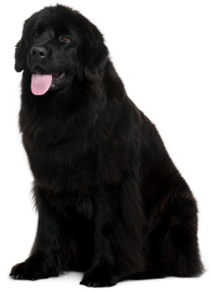 Newfoundland