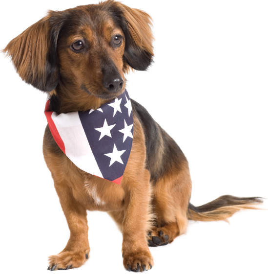 Patriotic dog