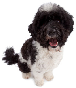 Portuguese Water Dog