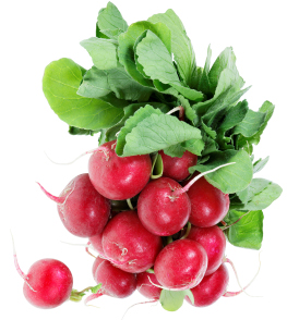 Radish