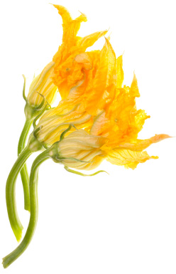 zucchini blossoms