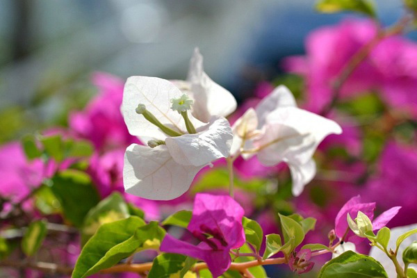 hibiscus