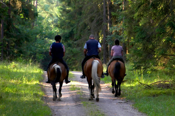 Trail Ride