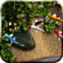 Koi Live wallpaper app