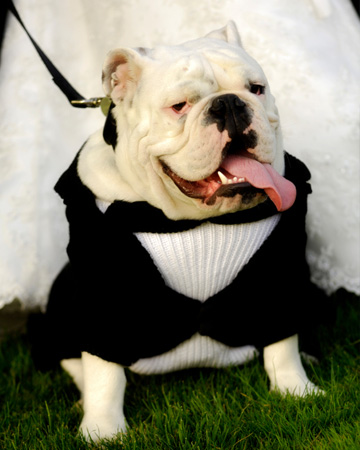 Bulldog in a tux at wedding